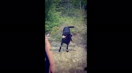 Dog walker and black lab have an exciting conversation