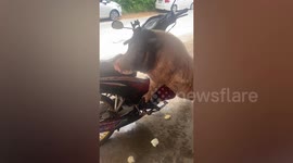 Randy escaped pig humps motorcycle refusing to let owner ride away