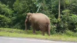 Wild animals walk along hills in northeastern Thailand as Covid-19 continues to stop tourism