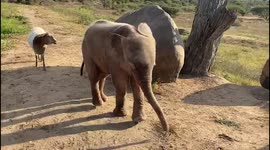 Orphaned albino elephant, Khanyisa, takes a lap around the dam with her companion sheep, Lammie