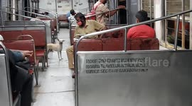 Dog travels in a local passenger train for free of cost in south india