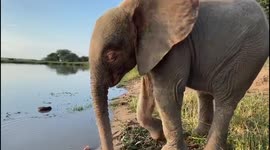 Orphaned albino elephant Khanyisa cannot contain her excitement as she runs to water