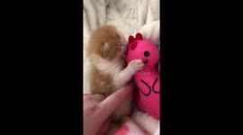 Tiny orphaned kitten suckles on pink dinosaur toy in South Africa