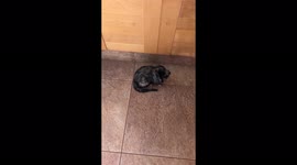 Adorable little kitten is very excited for lunchtime and meows loudly