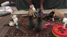 Group of rescued kittens have fun watching a toy being moved out of shot