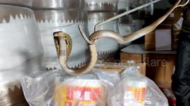 Snake catchers have intense showdown with deadly cobra at warehouse in western India