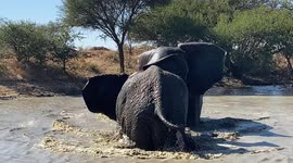 Elephant bulls tussle and splash each other with muddy water in South Africa