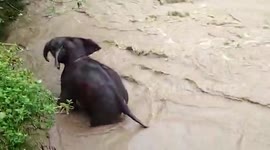 Elephant calf rescued from raging river in eastern India during monsoon