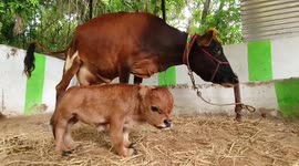 South India dwarf calf is so tiny it has to be lifted up to reach its mother's milk