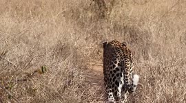 Stunning shot of a leopard walking by, taken while on safari at Jabulani Safari in South Africa