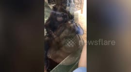 Pregnant mum stunned when baby orangutan repeatedly kissed her bump