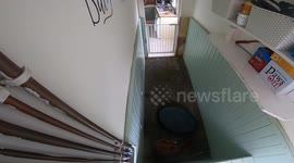 Timelapse shows what this restless dog gets up to when left home alone