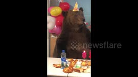 Tame bear in Russia celebrates birthday by popping balloons