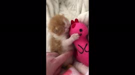 Kittens in South Africa show why they really are the cutest creatures