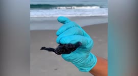 Biology experts discover a rare baby sea turtle - with TWO heads!