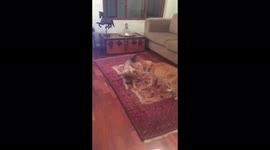 Who says dogs and cats can’t be friends? These pets love to play together