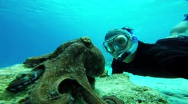Diver wins staring contest with octopus in funny close encounter off Curaçao
