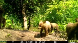 Mother bear and 3 cubs investigate hidden camera in Idaho, US