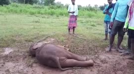 Elephant calf dies tragically inside pit in eastern India