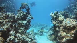 Diving and walking through huge coral at Redsea with some divers 15 meters deep at Saudia Arabia, in daylight.