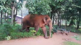 The elephant in the room: giant tusker wanders in village looking for meal
