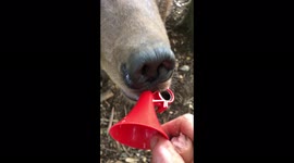 Bear surprises
