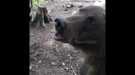 Incredible footage of a man feeding wild bear with cookies