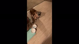 Pugs surely don’t like lemons.