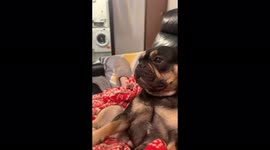 Show me your teefys