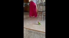 Peachfaced lovebird parrot is an attack bird chasing owner around table