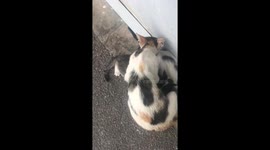 very cute cat bebes , cat breastfeeding her baby