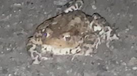 Frog in the wild hops around in the rain and hides in the grass