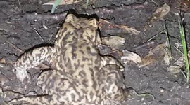 Frog hops around in the rain and blends into the scenery and grass