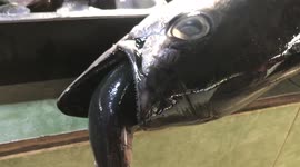 Bizarre video shows frozen tuna caught with a fish in its mouth