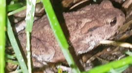 Frog in the wild was looking for food and hopped around catching flys