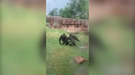 Funny moment troop of gorillas run for cover when it starts to rain over their enclosure in Oklahoma