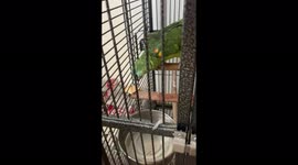 Sam is a green Amazon parrot who loves to dunk her biscuit