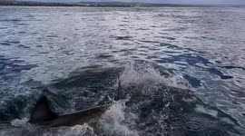 White sharks jump as bait is thrown into water in South Africa