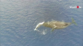Drone footage captures whale and calf cruising through South Pacific Ocean