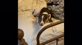 'Did you do this?' Dog embarrassed after destroying her own bed