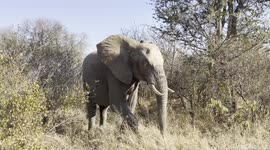 Amazing sighting of extremely rare wild albino African Elephant in the Kapama Game Reserve