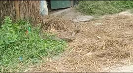 Two plying snake