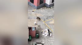 Locals flee as wild boar rampages through residential areas in northern China