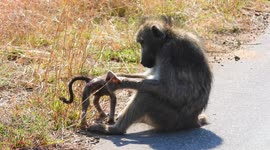 Baboon grooming her baby and when he can't stand still she pulls the baby baboon by the Leg