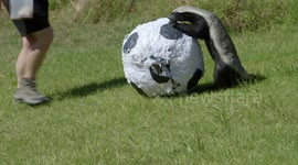 Honey badger at US zoo loves destroying footballs filled with treats