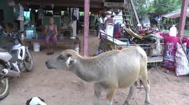 Friendly baby buffalo enjoys drinking milk from an old woman’s lap everyday