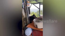 Hungry wild bear breaks into family’s kitchen to steal rice from table