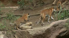 A Pair of Young Malayan Tiger Cubs Have Distinct Personalities
