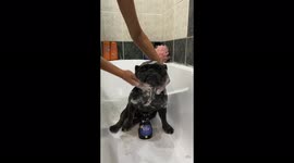 French bulldog falls asleep as he is given relaxing spa by owner