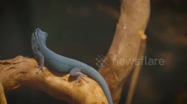 Introducing the Electric Blue Gecko! Here Are Some Interesting Facts